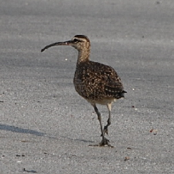 Whimbrel